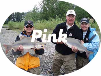 Pink salmon fishing in Alaska