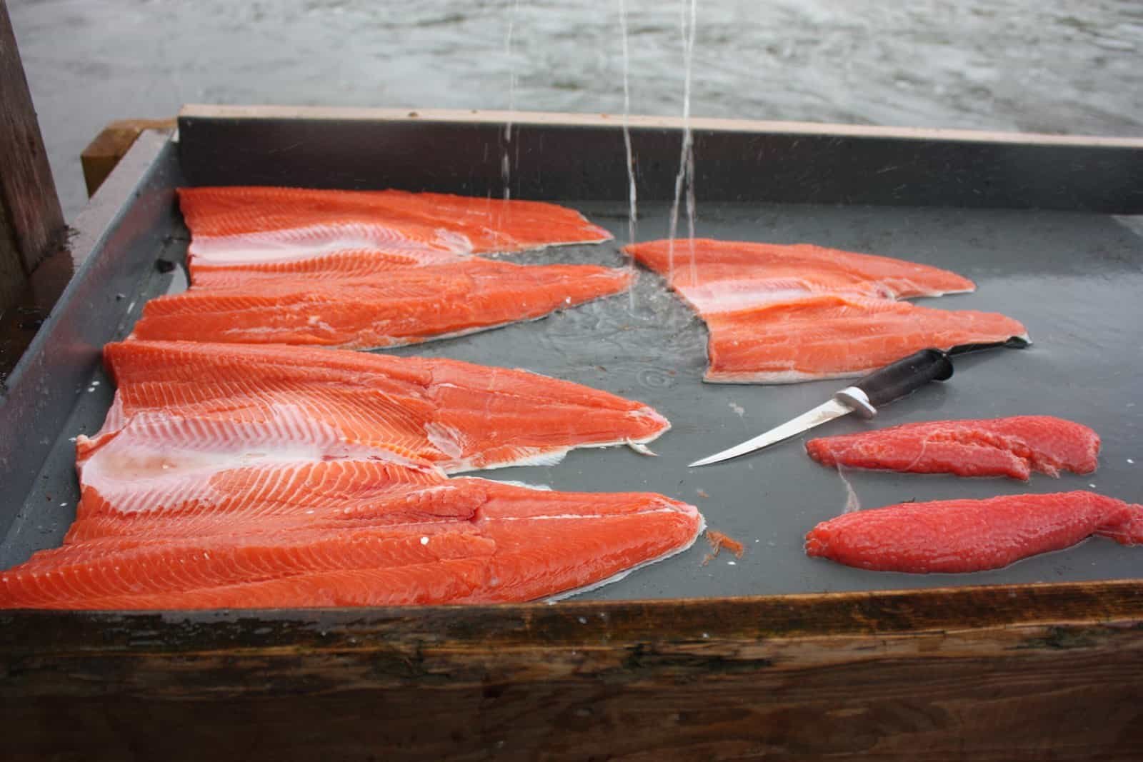 Fresh wild Alaska salmon fillets from a remote river lodge outside Anchorage.