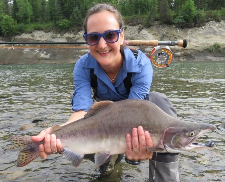 A nice pink salmon caught fly fishing on remote Lake Creek with Wilderness Place Lodge.