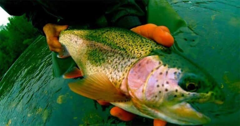 Alaska rainbow trout released by licensed Alaska fishing angler on Lake Creek.